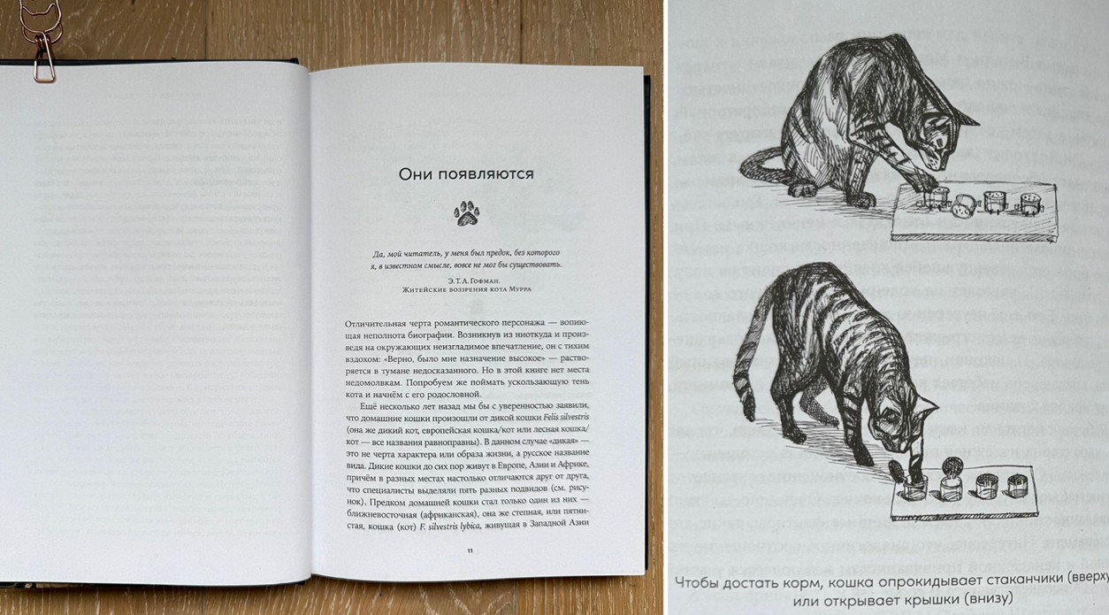 Иллюстрация из книги