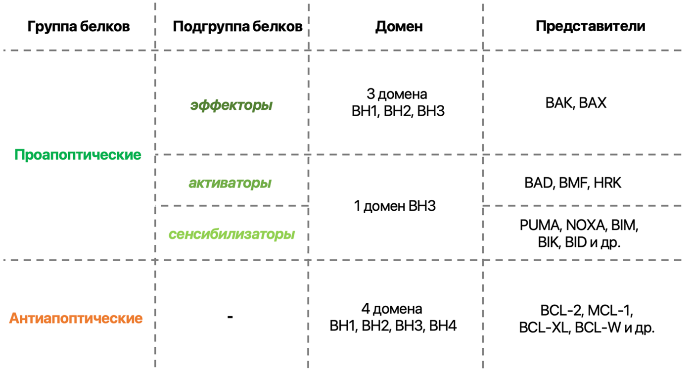 Классификация белков семейства BCL-2