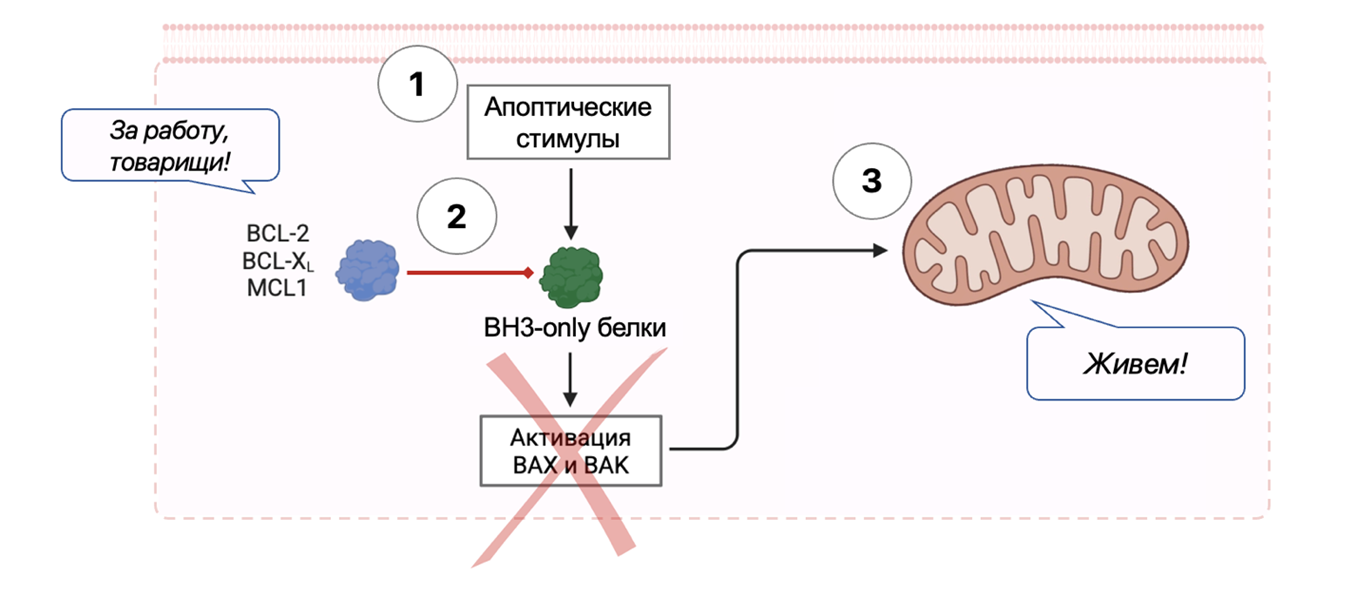 Блокировка апоптоза в случае гиперэкспрессии белка BCL-2