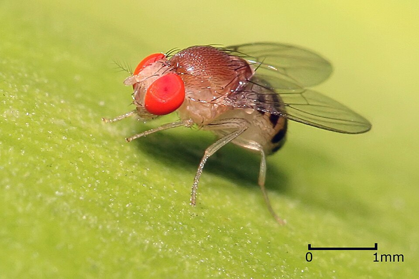 Плодовая мушка из рода Drosophila, Танзания