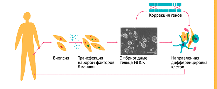 Сегодня технология получения ИПСК открывает колоссальные возможности