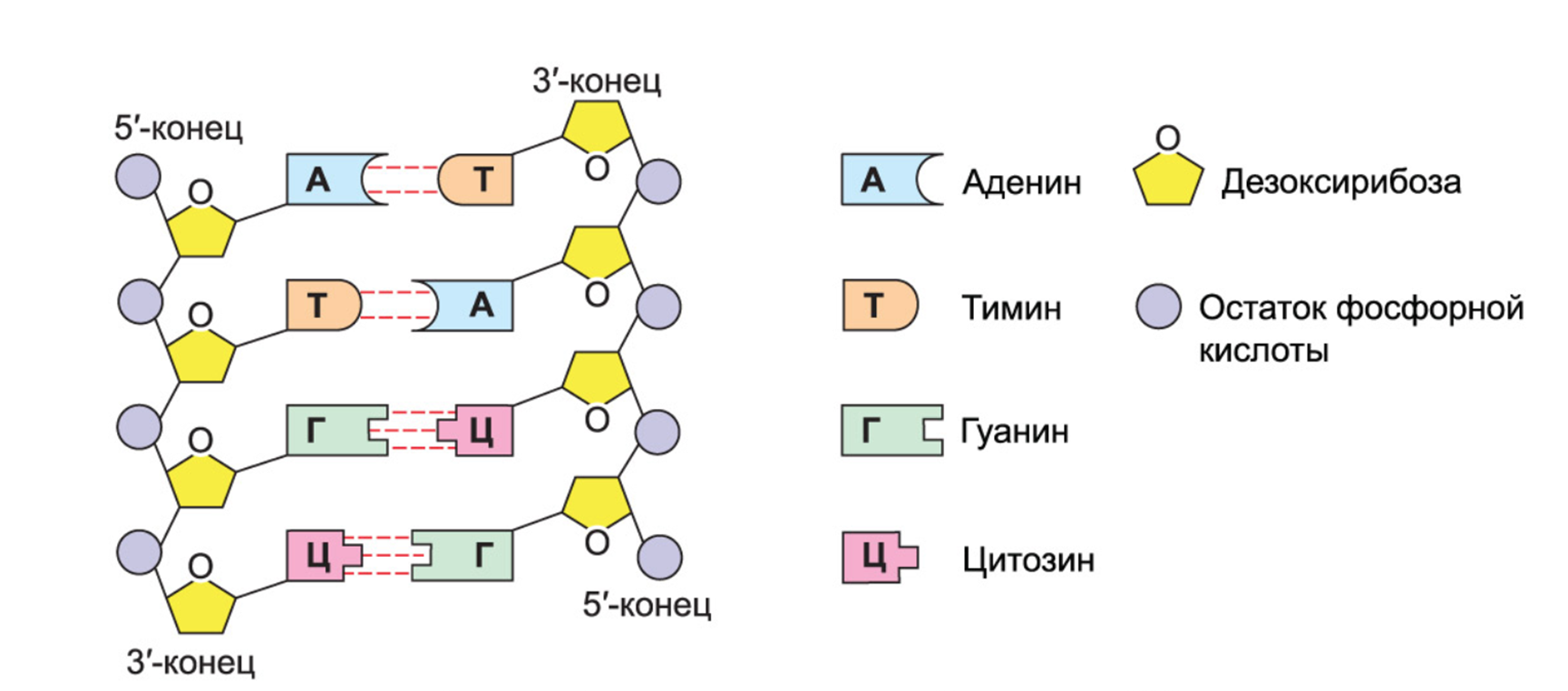 Строение цепей молекулы ДНК