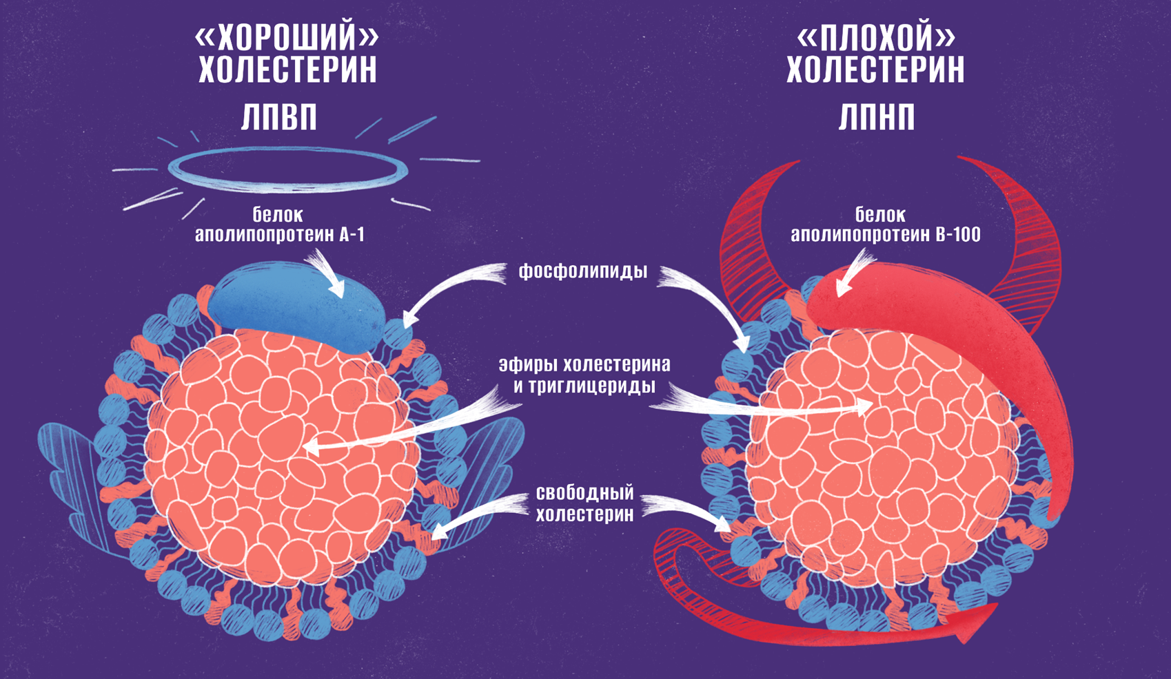 Липопротеины высокой (ЛПВП) и низкой (ЛПНП) плотности