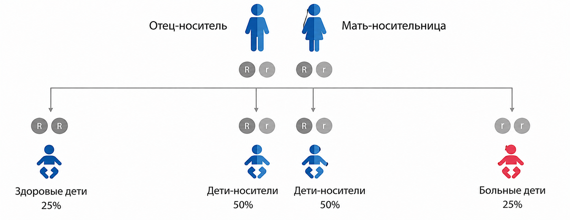 Схема аутосомно-рецессивного наследования дефицита лизосомной кислой липазы (ДЛКЛ)