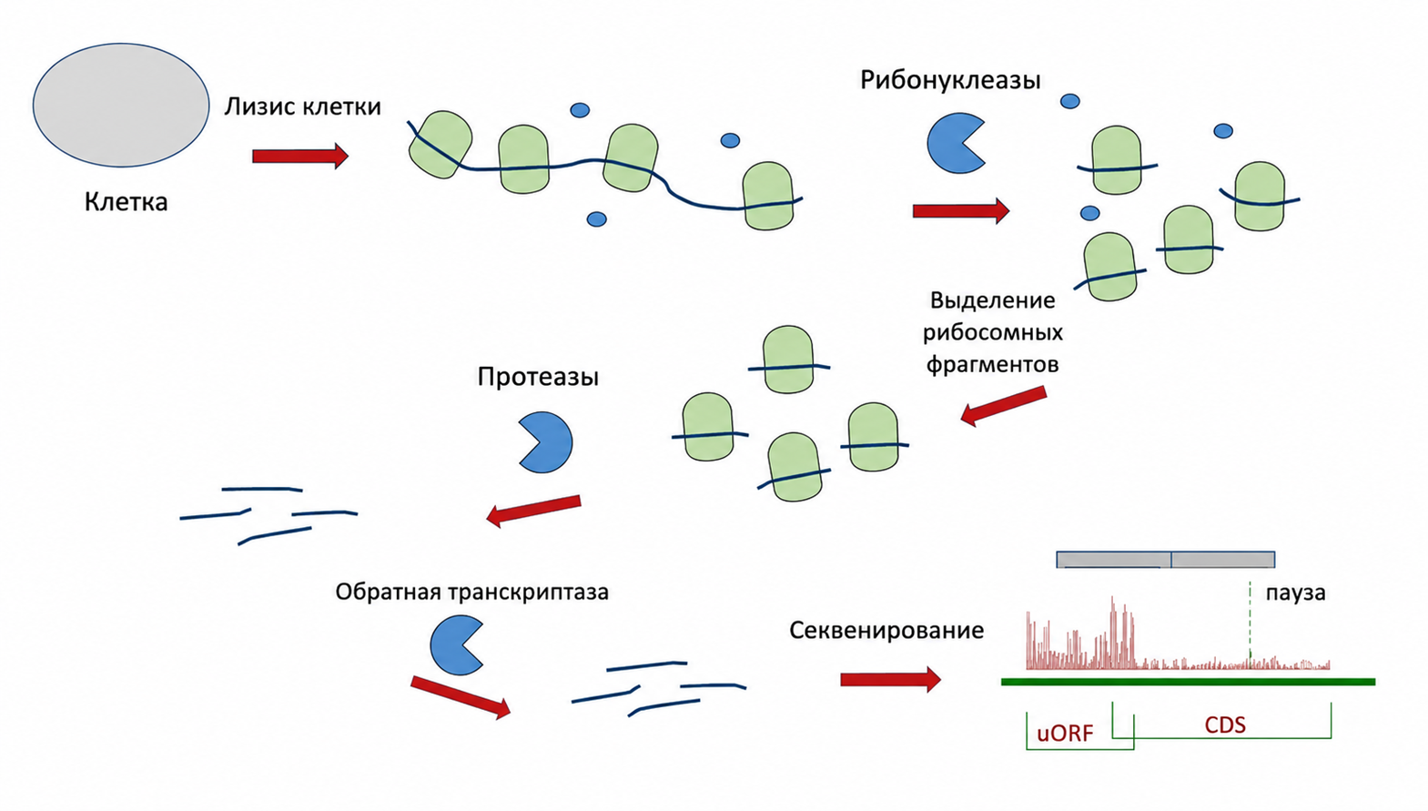 Схема рибосомного профайлинга (Ribo-Seq)
