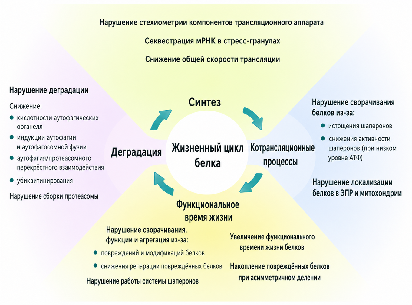 Возрастные изменения в синтезе белка и протеостазе