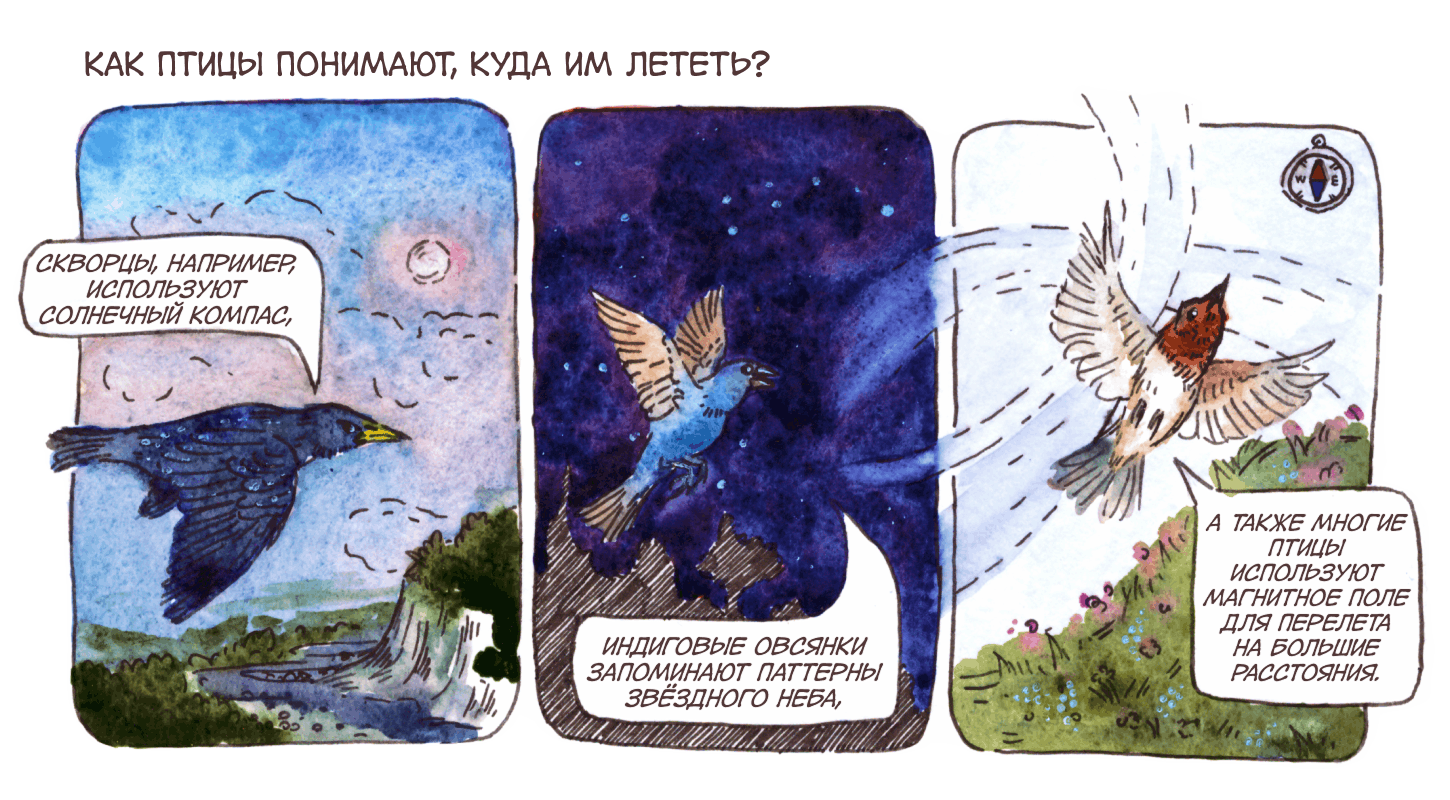 У птиц нет навигатора, но зато есть Солнце, звезды и магнитный компас