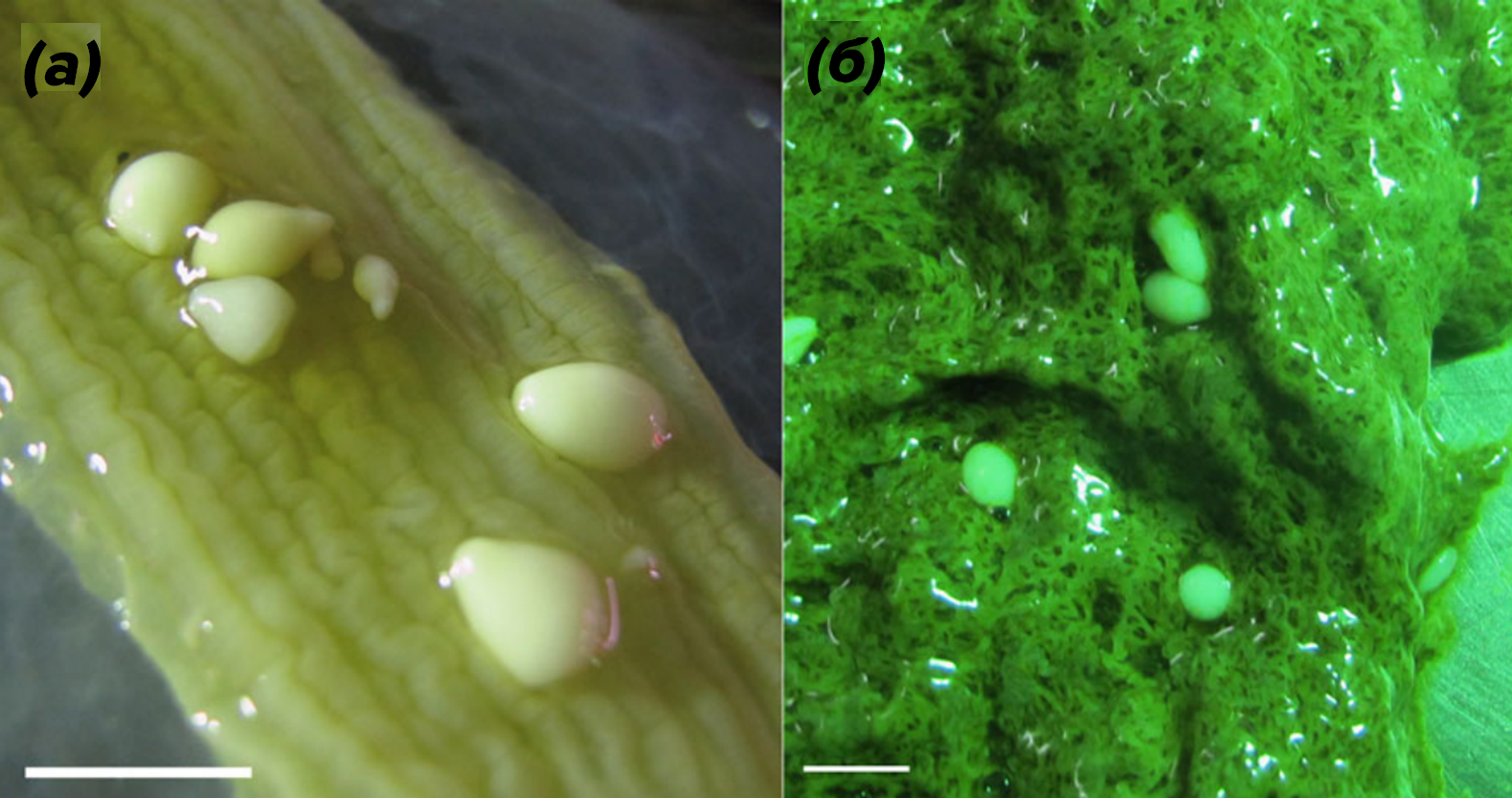 Внешний вид Octopoxenus antarcticus в кишечнике (а) и печени (б) Megaleledone setebos