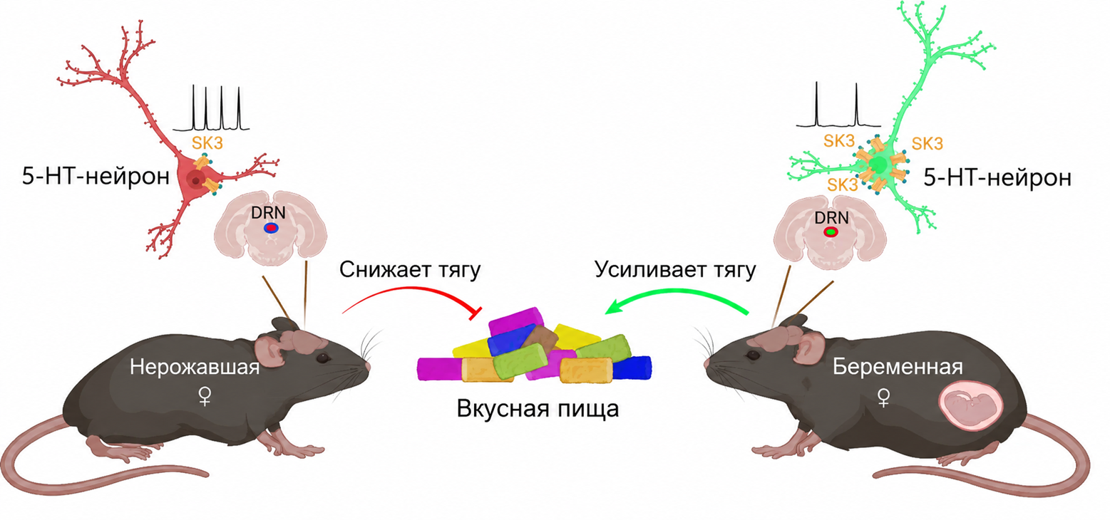 Серотониновые нейроны дорсального шва по-разному регулируют тягу к вкусной пище у беременных и небеременных мышей