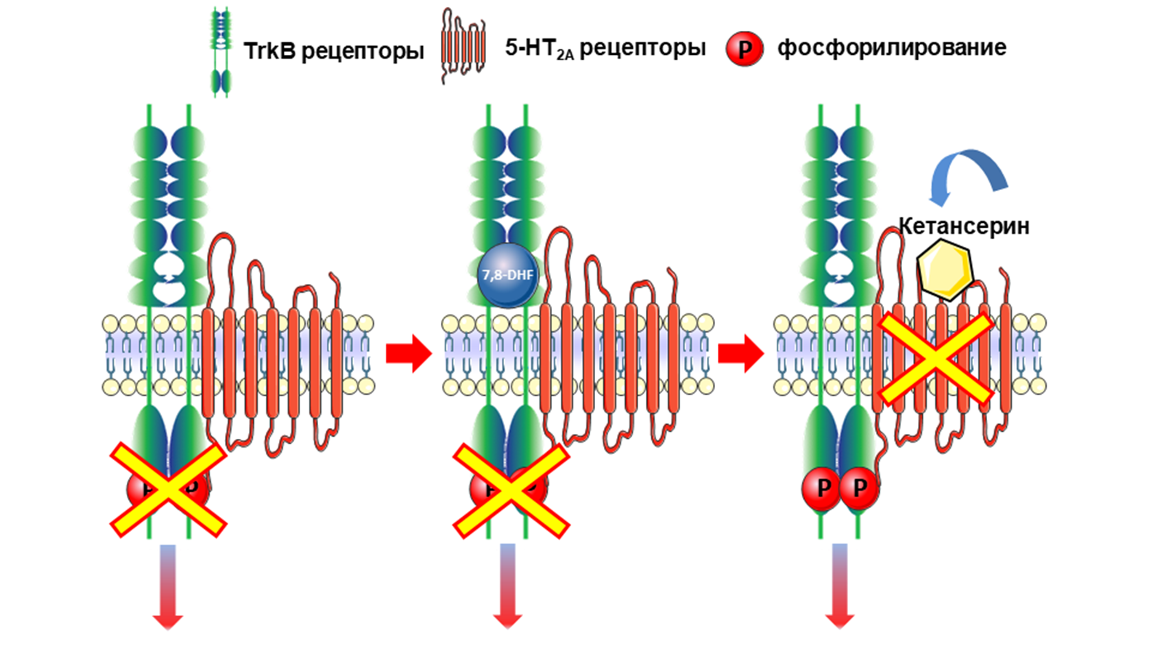 Механизм блокировки сигналинга TrkB в комплексе с 5-HT2А и действие кетансерина
