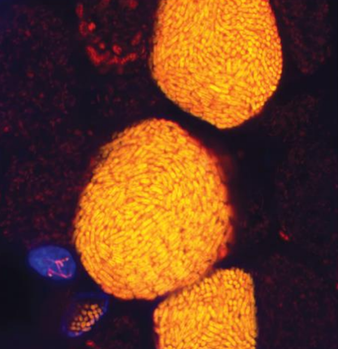 Endonucleibacter в ядрах клеток жабер моллюсков