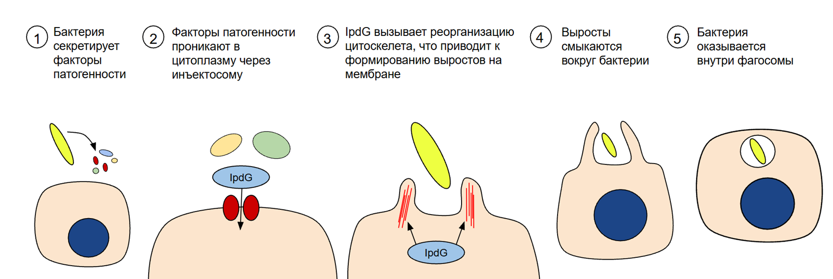 Механизм проникновения Candidatus Endonucleibacter в клетку