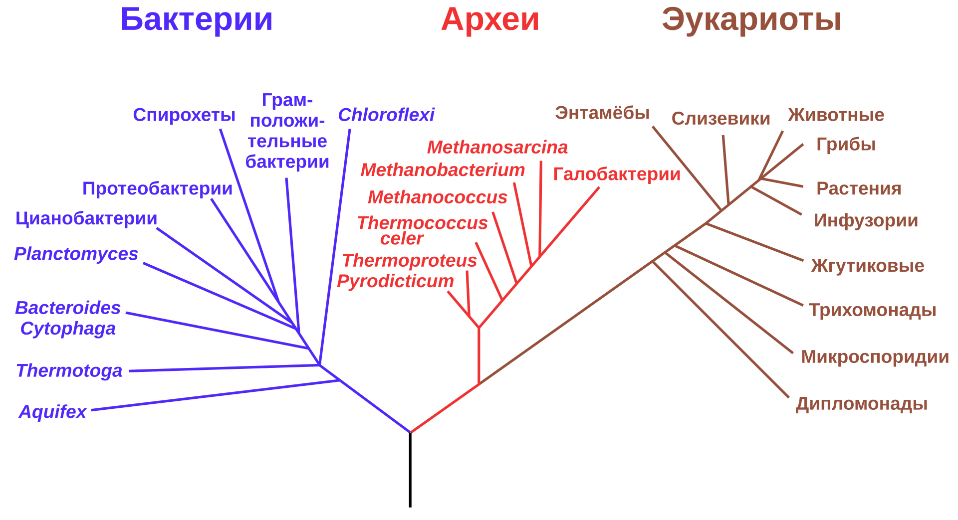Филогенетическое дерево, разделяющее бактерий, архей и эукариот