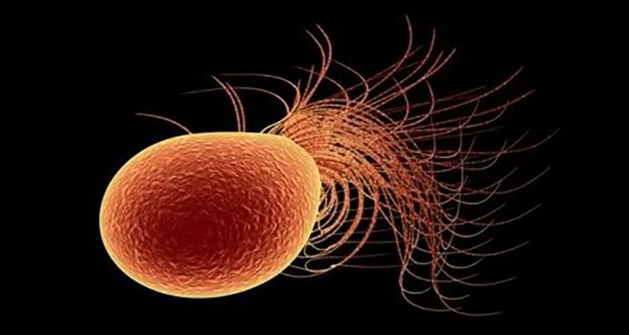 Pyrococcus furiosus — представитель архей-экстремофилов, которые обитают в горячих источниках
