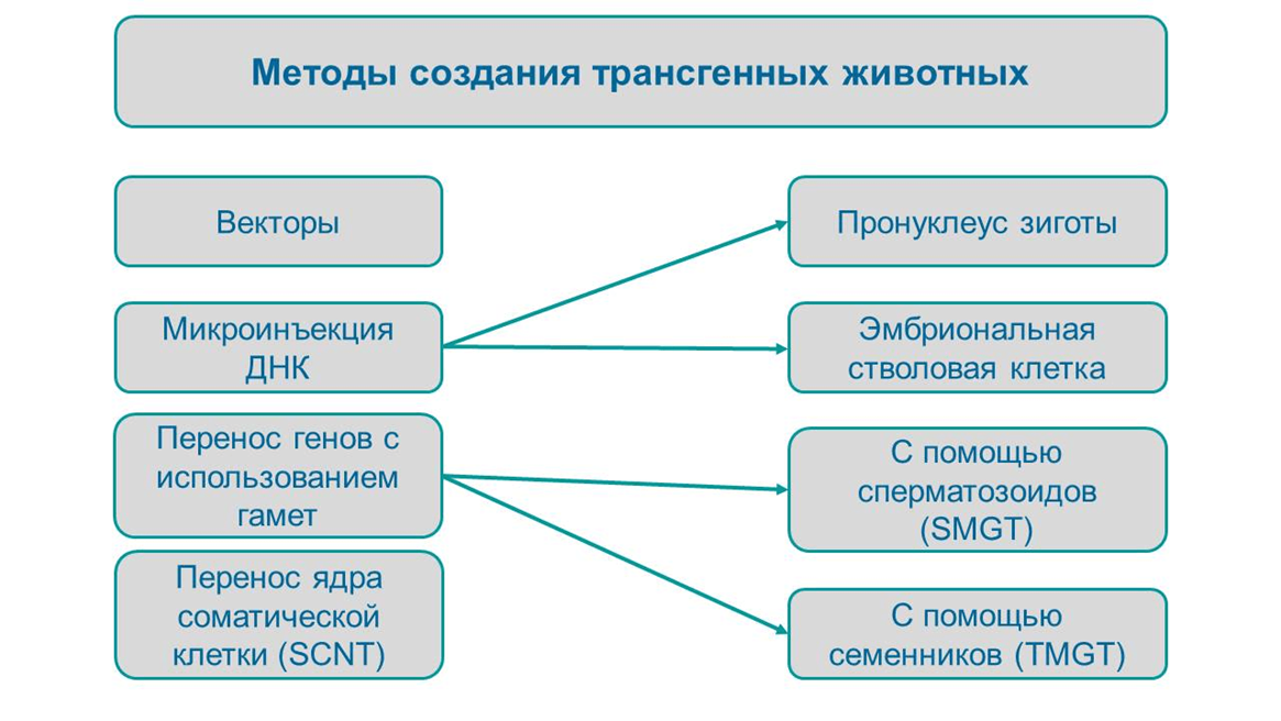 Методы получения трансгенных животных