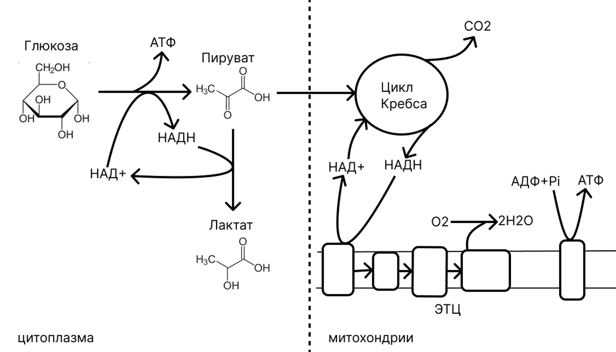 Схема катаболизма глюкозы