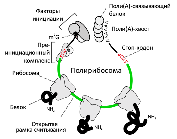 Анатомия полирибосомы