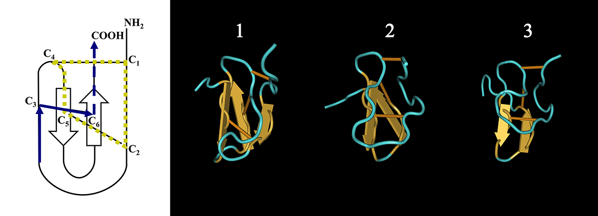 Структура дисульфид-содержащих пептидов в яде паука