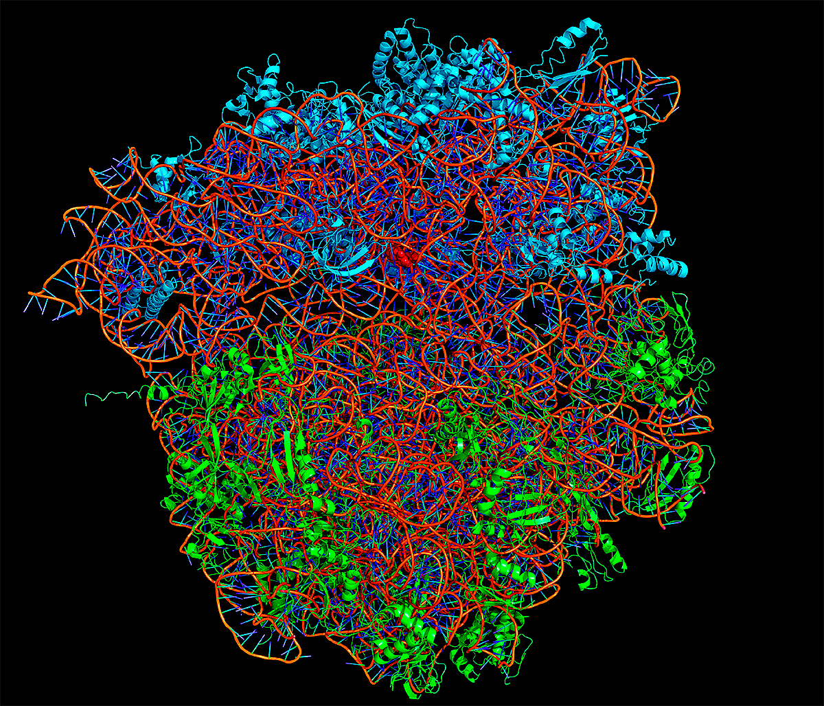 Кристаллографическая структура бактериальной рибосомы