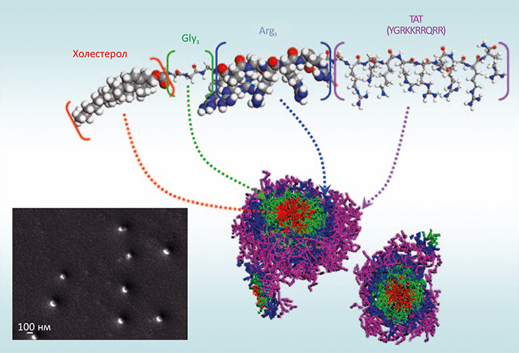 Структура пептида, образующего наночастицы с антимикробными свойствами