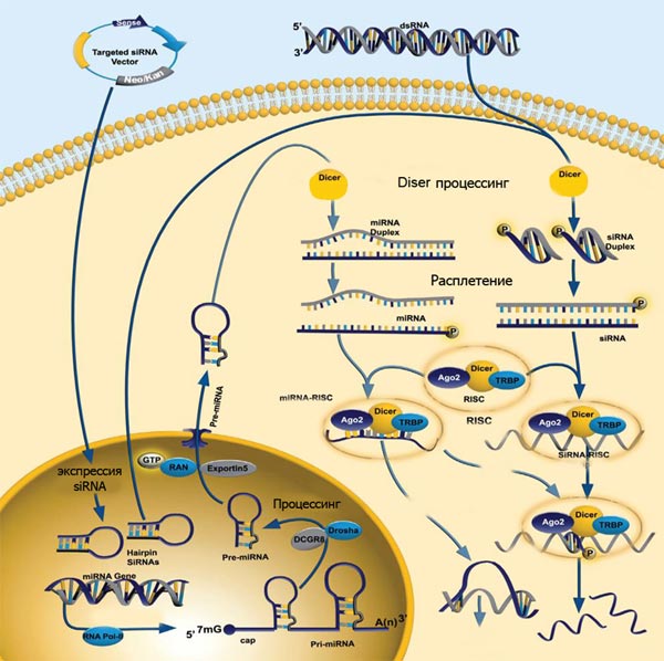 Схема действия искусственных микроРНК и киРНК