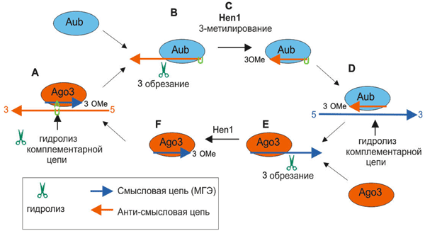 Цитоплазматическая часть процессинга пиРНК