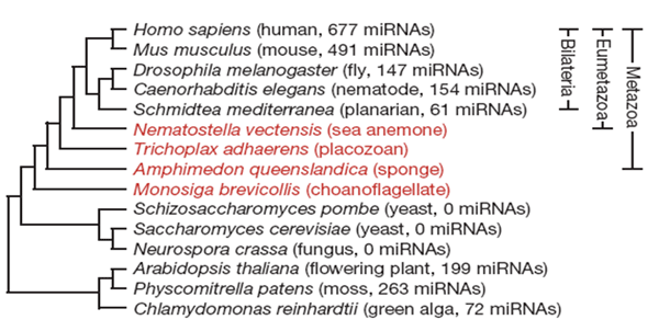 Многообразие микроРНК у разных организмов