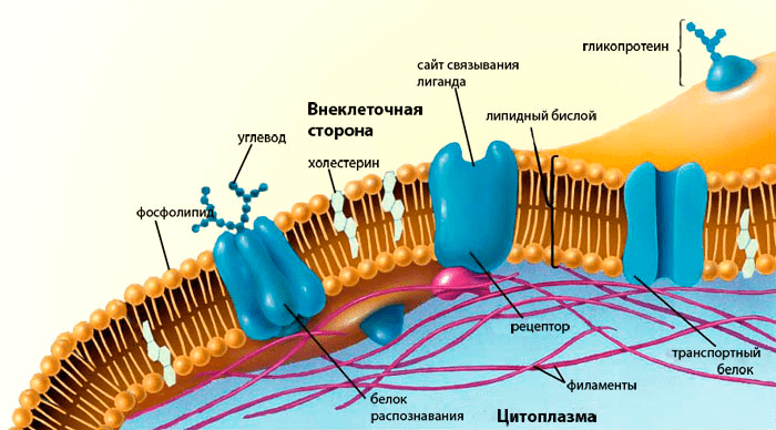 Биологическая мембрана и её «начинка»