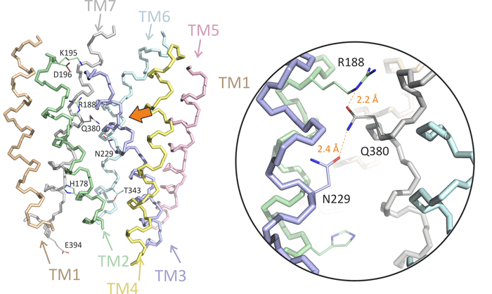 Молекулярная структура трансмембранного домена рецептора ВИП