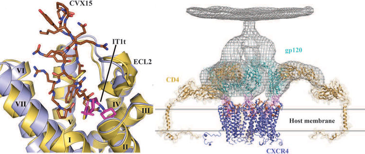 Структура хемокинового рецептора