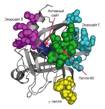Трехмерная структура молекулы тромбина
