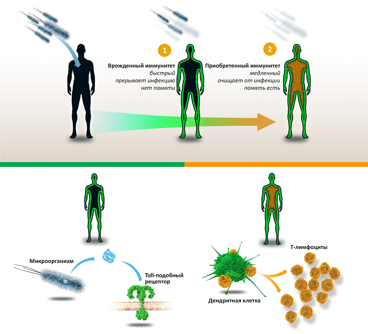 Схема работы иммунитета
