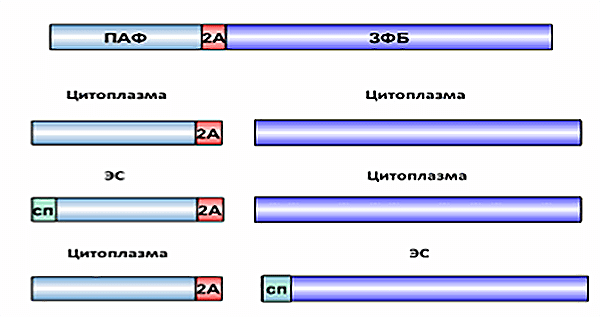 Схема действия 2A при транспорте белков