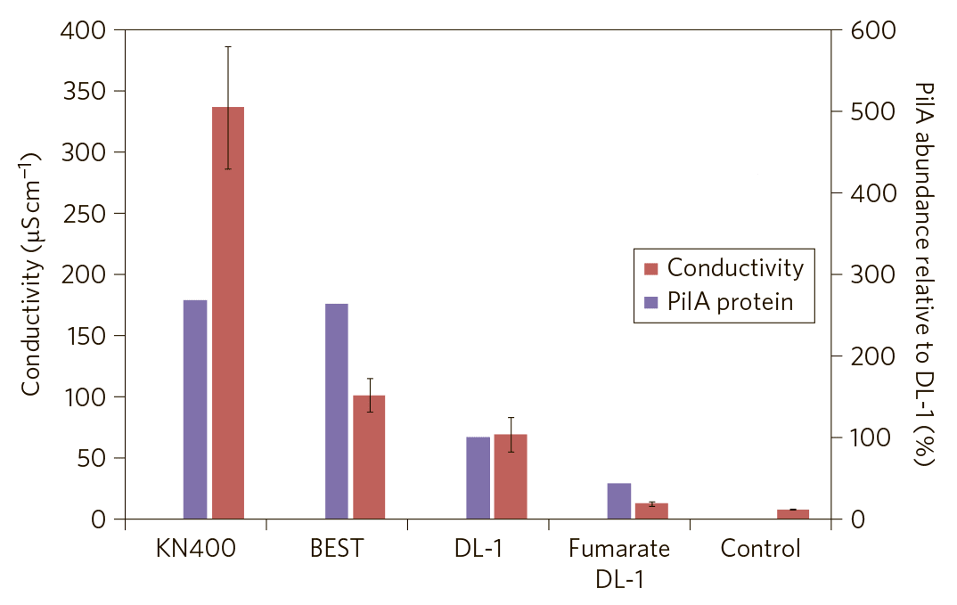 Связь между проводимостью биопленки и пилями бактерий