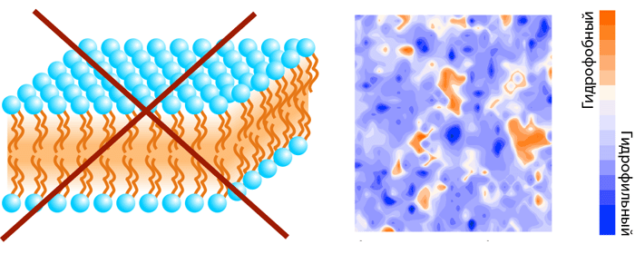 Мозаичная организация поверхности простейшей однокомпонентной мембраны