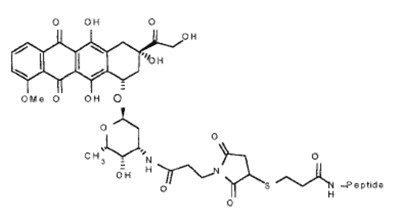 doxorubicin—D-pAnt
