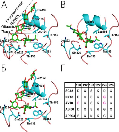 Молекулярные взаимодействия гемагглютининов вируса гриппа с гликанами