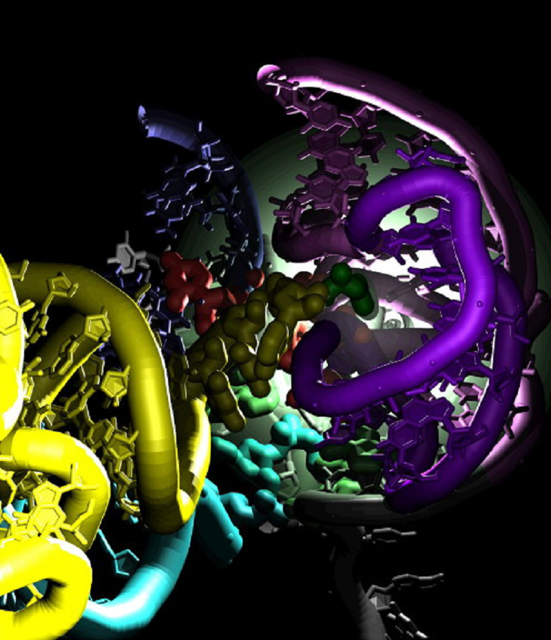 3’-CCA конец аминоацил-тРНК и большая субъединица рибосомы 3’-CCA конец аминоацил-тРНК и большая субъединица рибосомы