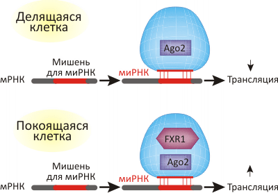 миРНК ингибирует синтез белка