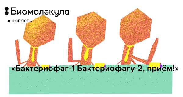 «Бактериофаг-1 Бактериофагу-2, приём!»