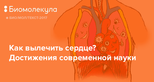 Проект по биологии на тему сердце и интересные факты про него