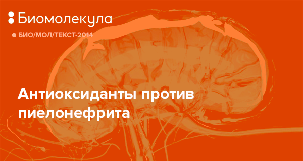 Антиоксиданты: в чем польза и в каких продуктах содержатся