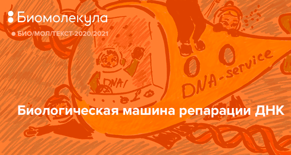 Человек биологическая машина