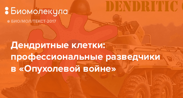 Дендритные клетки: профессиональные разведчики в «Опухолевой войне»