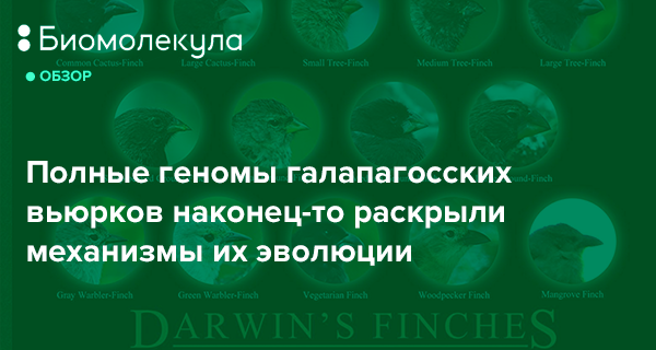 На рисунке изображены вьюрков обитающие на галапагосских островах и имеющие различную форму клювов