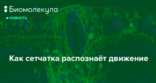 Как создается четкое изображение на сетчатке когда переводят взгляд с удаленного