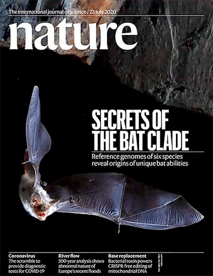 SciNat за июль 2020 #4: геном летучих мышей, реки, выходящие из берегов, и влияние аутофагии на дифференцировку стволовых клеток