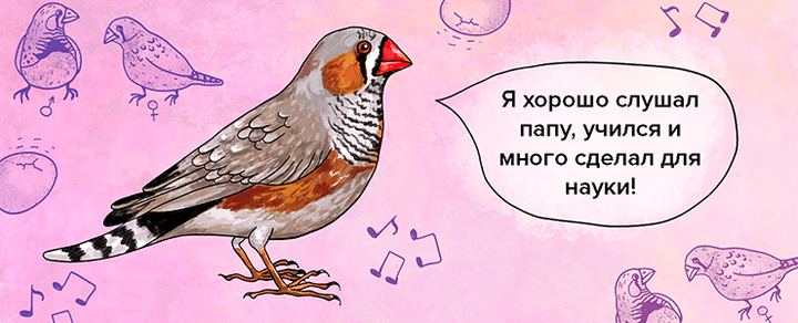 Модельные организмы: птицы