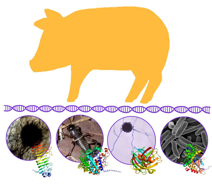 Генномодифицированные свиньи с улучшенным навозом