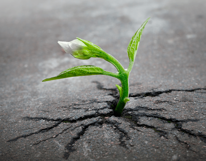 Эликсир жизни: история философии о живом